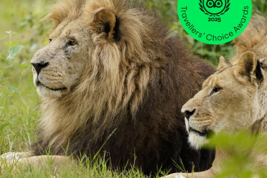 a male and female lions